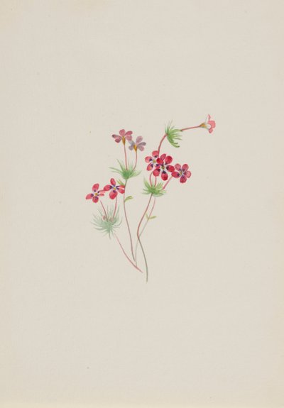 Gilia linanthus parviflorus, vers 1900-1930 - Mary Vaux Walcott