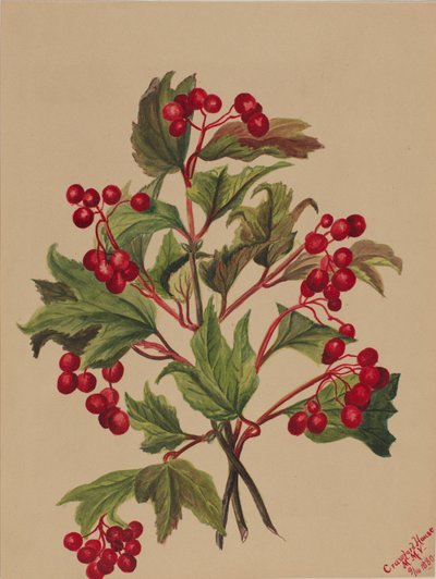 Viorne américaine Viburnum americanum, 1880 - Mary Vaux Walcott