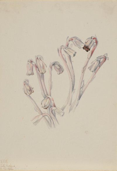 Pipe Indienne Monotropa uniflora, 1926 - Mary Vaux Walcott