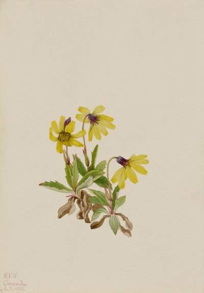 Lac Louise Arnica Arnica louisiana, 1922 - Mary Vaux Walcott