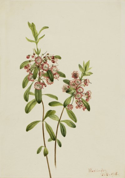 Kalmia à Feuilles Angustifolia, 1918 - Mary Vaux Walcott