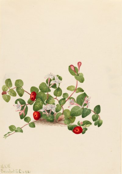 Mitchella repens, 1925 - Mary Vaux Walcott