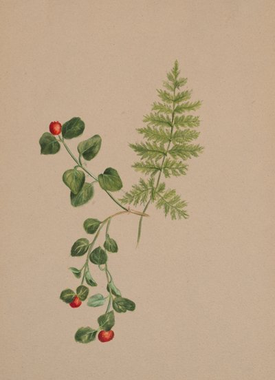 Partridgeberry Mitchella repens, vers 1883 - Mary Vaux Walcott