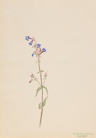 Pentstemon Pentstemon procerus, 1905 - Mary Vaux Walcott