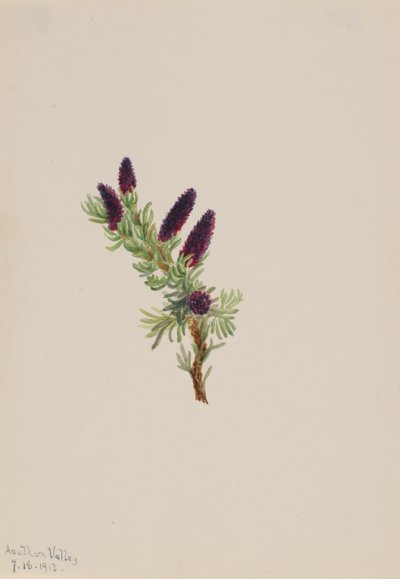 Picea engelmanni, 1913 - Mary Vaux Walcott