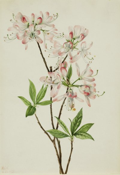 Azalée Pinkshell Azalea vaseyi, 1925 - Mary Vaux Walcott