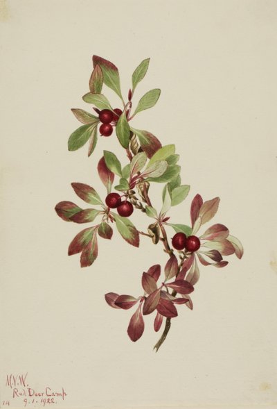 Ptarmiganberry Arctous alpina, 1922 - Mary Vaux Walcott