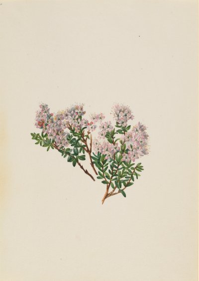 Sand Myrtle Leiophyllum lyoni, vers 1930 - Mary Vaux Walcott