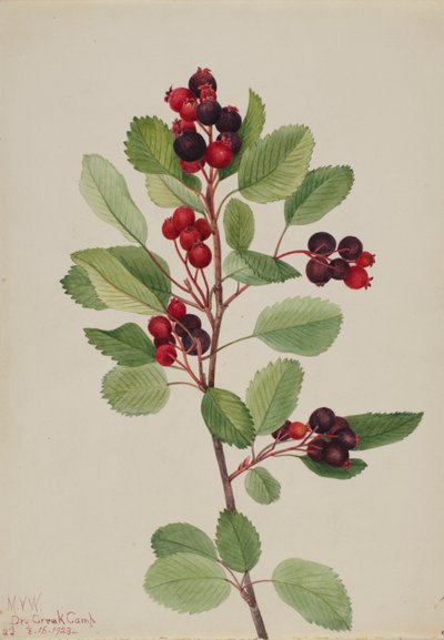 Amélanchier alnifolia, 1923 - Mary Vaux Walcott