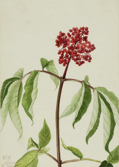 Sureau écarlate Sambucus pubens, 1922 - Mary Vaux Walcott