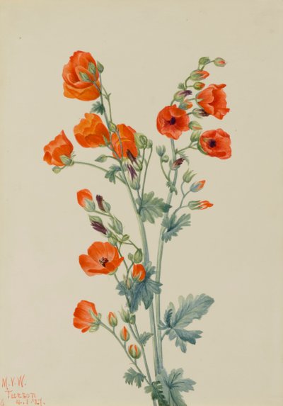 Globe écarlate Sphaeralcea grossulariaefolia, 1927 - Mary Vaux Walcott