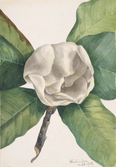 Magnolia du Sud Magnolia grandiflora - Mary Vaux Walcott