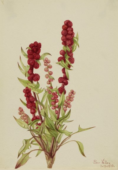 Strawberry-Blite Chenopodium capitatum, 1918 - Mary Vaux Walcott