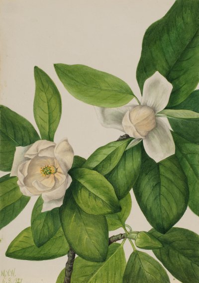 Magnolia à grandes fleurs, 1927 - Mary Vaux Walcott