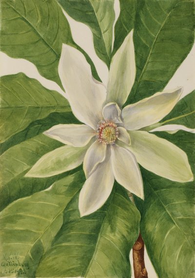 Magnolia tripetala - Mary Vaux Walcott