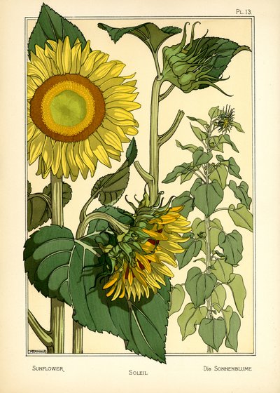 Le Tournesol - Maurice Pillard Verneuil