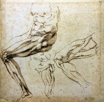 Études de jambes, 1524-1525 - Michelangelo Buonarroti