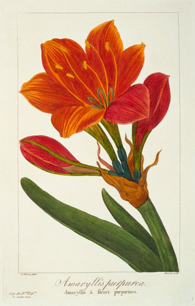 Amaryllis Purpurea, pub. 1836 - Panacre Bessa