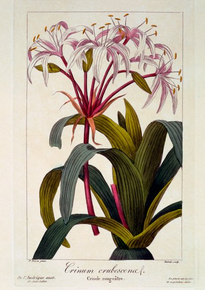 Crinum erubescens - Panacre Bessa