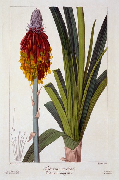 Kniphofia - Panacre Bessa