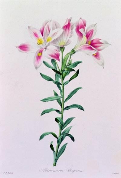 Alstroemeria Peregrina - Pierre Joseph Redouté