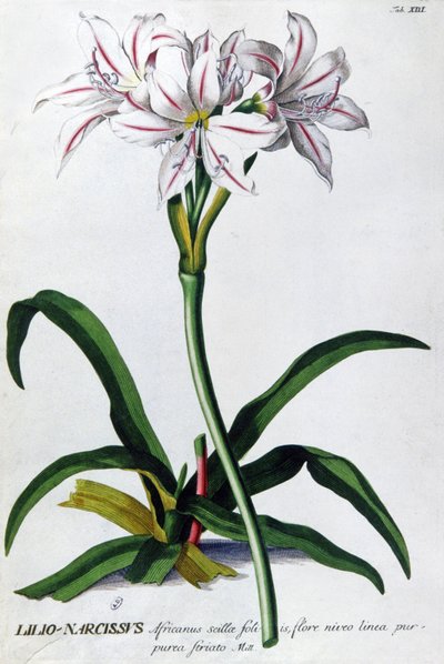 Lys, Lilio Narcissus - Pierre Joseph Redouté