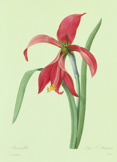 Amaryllis - Pierre Joseph Redouté