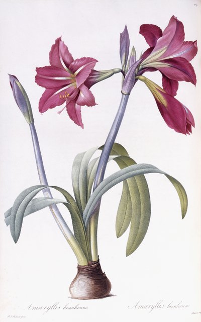 Amaryllis Brasiliensis - Pierre Joseph Redouté