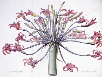 Amaryllis Josephina, 1802-1816 - Pierre Joseph Redouté