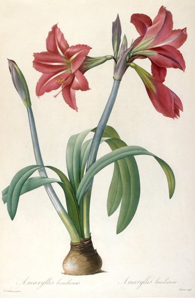 Amaryllis brasiliensis Amaryllis brésilien - Pierre Joseph Redouté