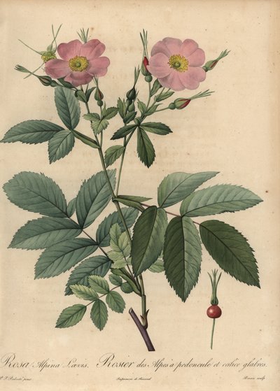 Rose alpine rose, Rosa pendulina - Pierre Joseph Redouté