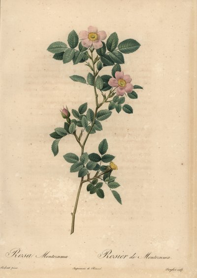 Rose rose, Rosa montezuma - Pierre Joseph Redouté