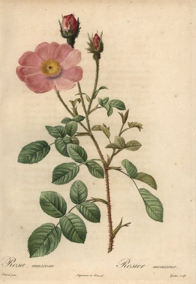 Rose rose, Rosa muscosa - Pierre Joseph Redouté