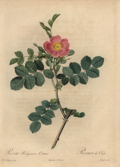 Églantier rose, Rosa rubiginosa - Pierre Joseph Redouté