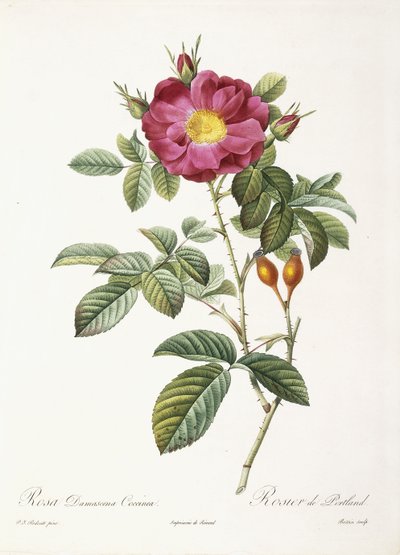 Rosa Damascena Coccina - Pierre Joseph Redouté