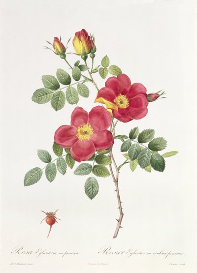 Rosa Eglantera Punicea - Pierre Joseph Redouté