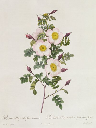 Rosa Pimpinelli-Folia Inermis - Pierre Joseph Redouté