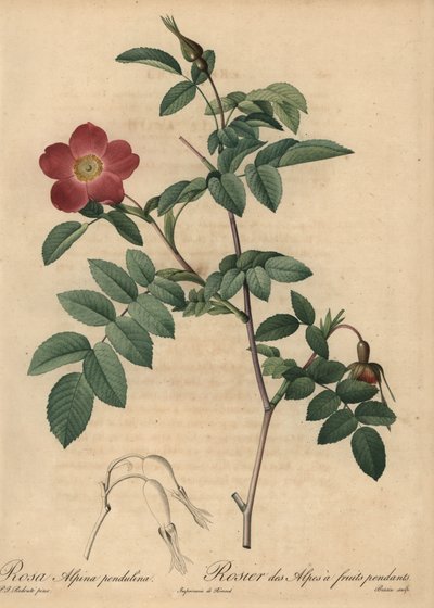 Rose alpine écarlate, Rosa pendulina - Pierre Joseph Redouté