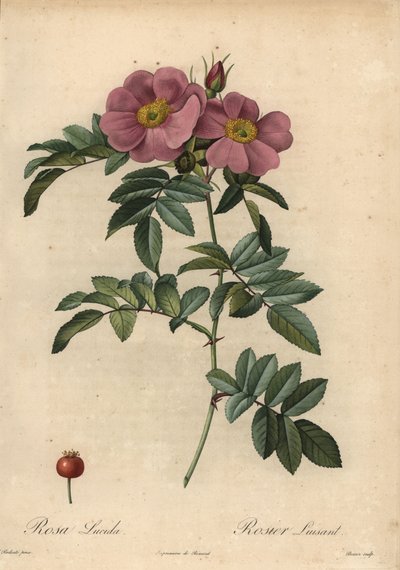 Rose violette de Virginie, Rosa virginiana - Pierre Joseph Redouté