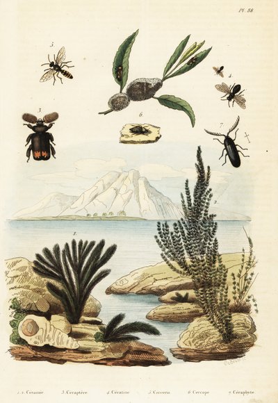 Algues, abeille, guêpe et cicadelle (gravure) - Regina Catherine Carey