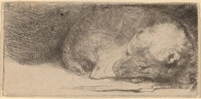 Chiot endormi - Rembrandt van Rijn