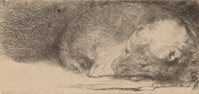 Chiot endormi, vers 1640 - Rembrandt van Rijn