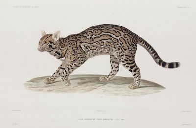 Ocelot, USA - John Pardon