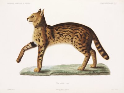 Serval, Algérie - John Pardon