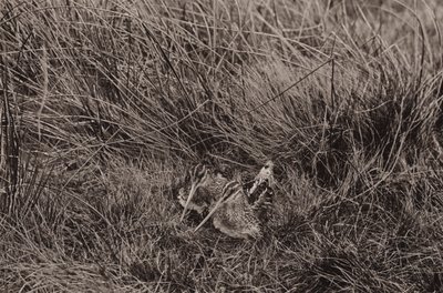 Bécassines couvrant leurs petits - Richard and Cherry Kearton