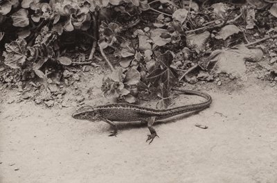 Lézard des sables - Richard and Cherry Kearton