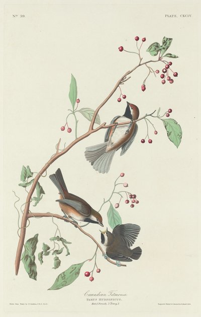 Mésange canadienne, 1834 - Robert Havell