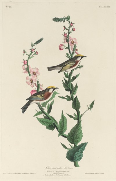 Paruline à flancs marron, 1829 - Robert Havell