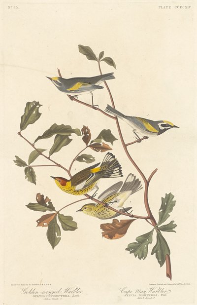 Paruline à ailes dorées et paruline de Cape May, 1838 - Robert Havell