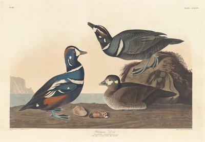 Canard arlequin, 1836 - Robert Havell